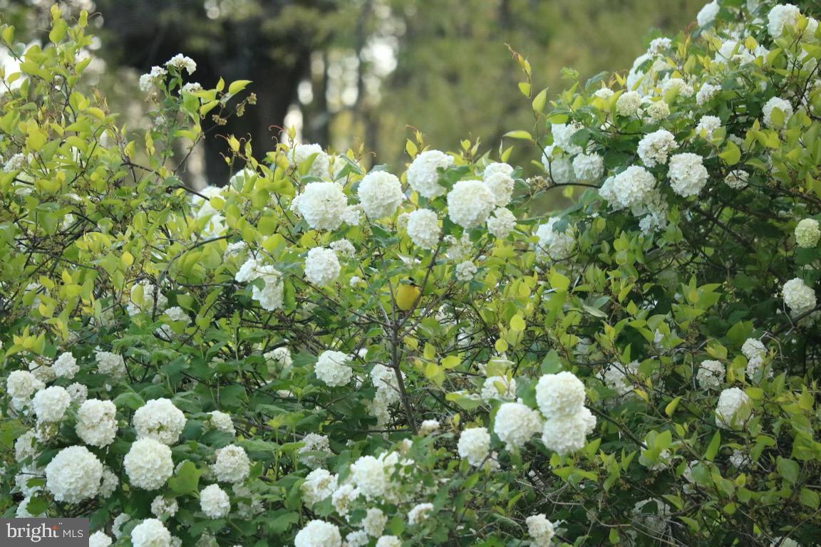 10518 Vincent Road White Marsh, MD 21162 - Photo 29 of 31 Snowball bush on the property