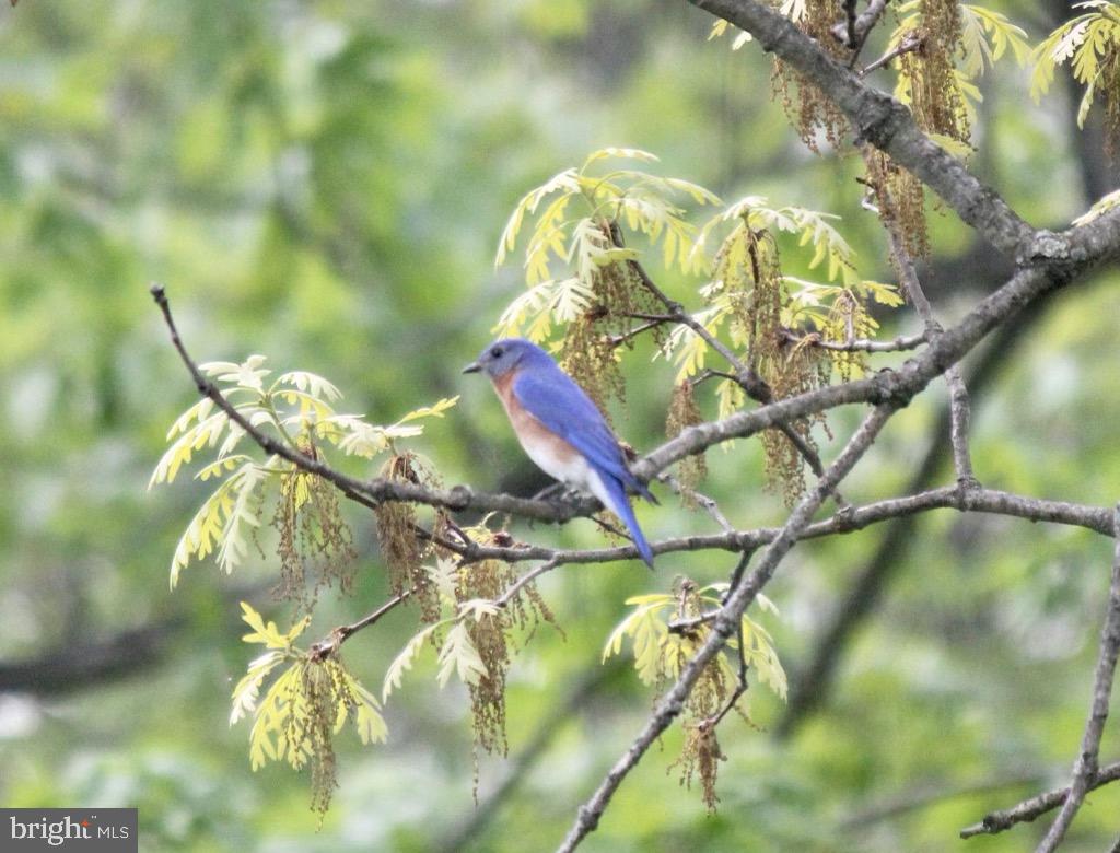 10518 Vincent Road White Marsh, MD 21162 - Photo 30 of 31 Bluebird on the property