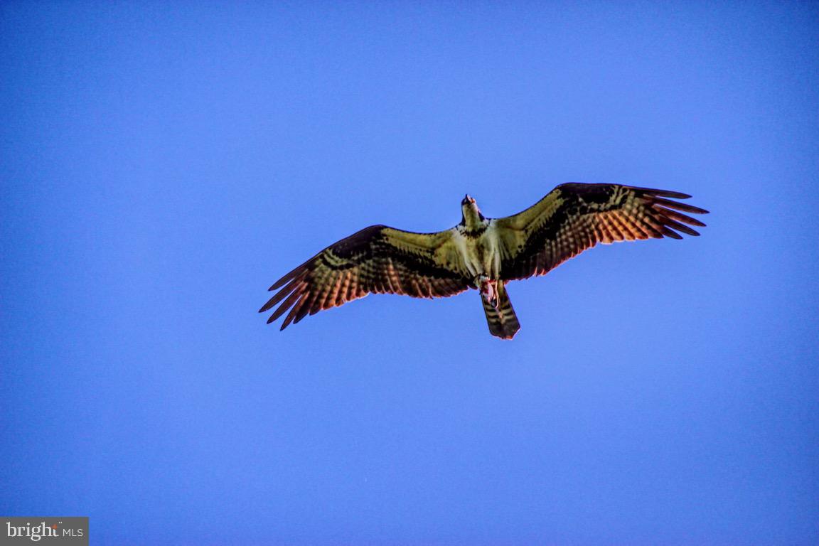 10518 Vincent Road White Marsh, MD 21162 - Photo 31 of 31 Osprey over the property