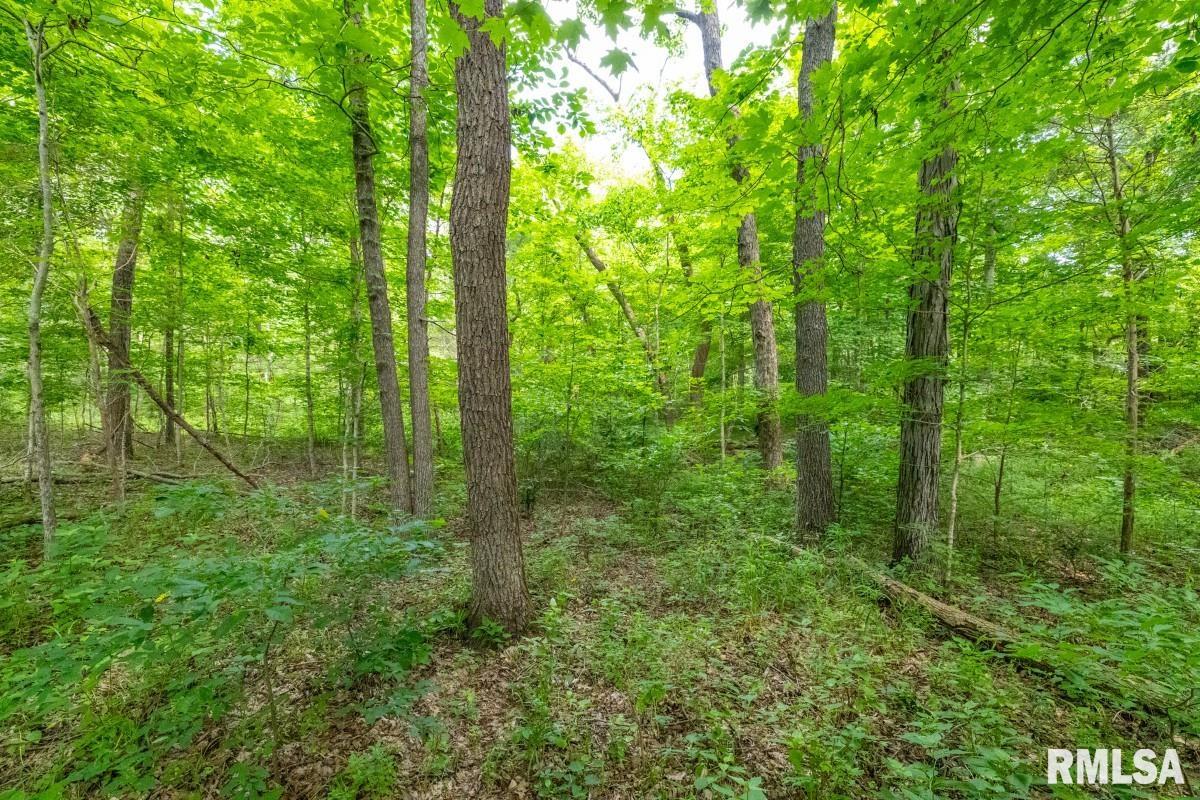 0 Tom Dick Hill Road Stonefort, IL 62987 - Photo 33 of 62
