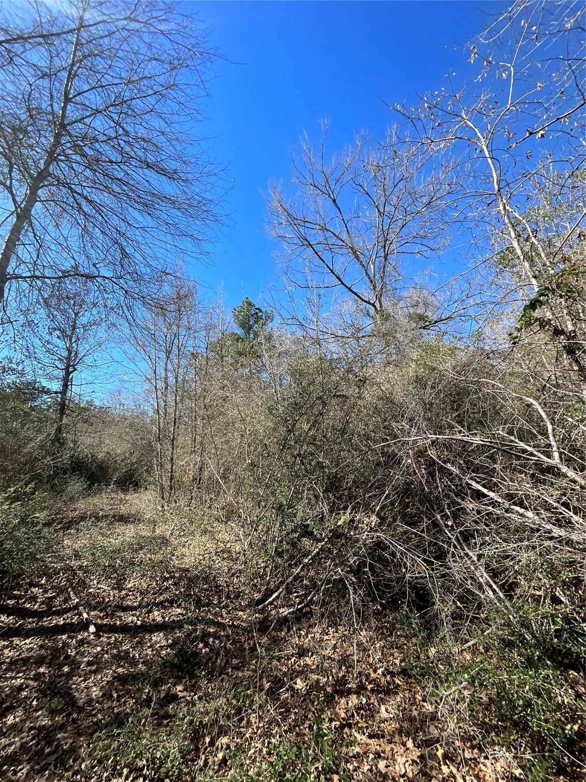 341 Exploration Road New Waverly, TX 77358 - Photo 4 of 6