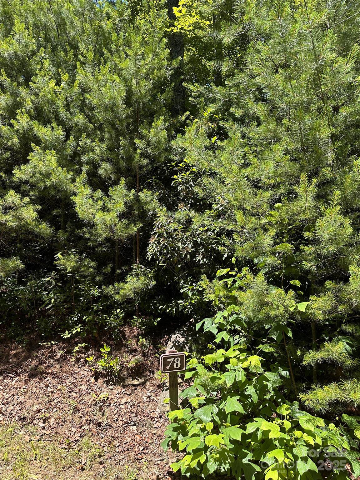 66 Boone Cove Road Zirconia, NC 28790 - Photo 1 of 15 a view of a large yard with plants and large trees
