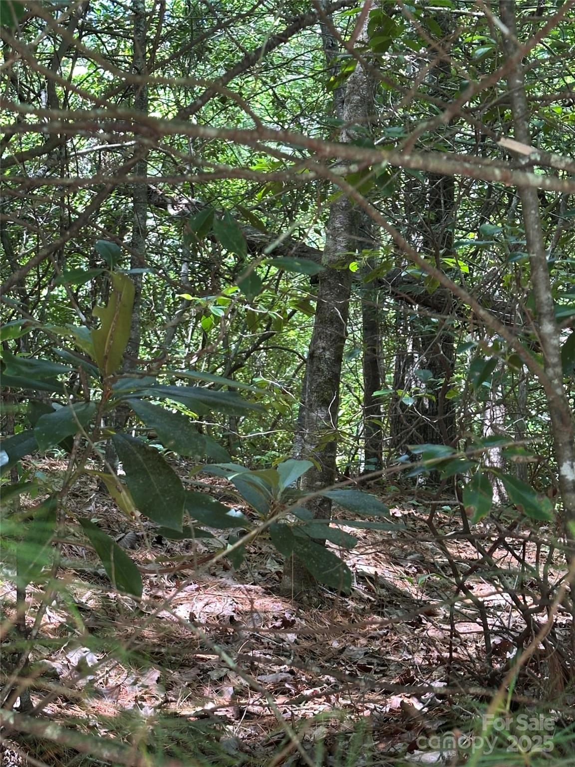 66 Boone Cove Road Zirconia, NC 28790 - Photo 3 of 15 a backyard of a house with lots of green space