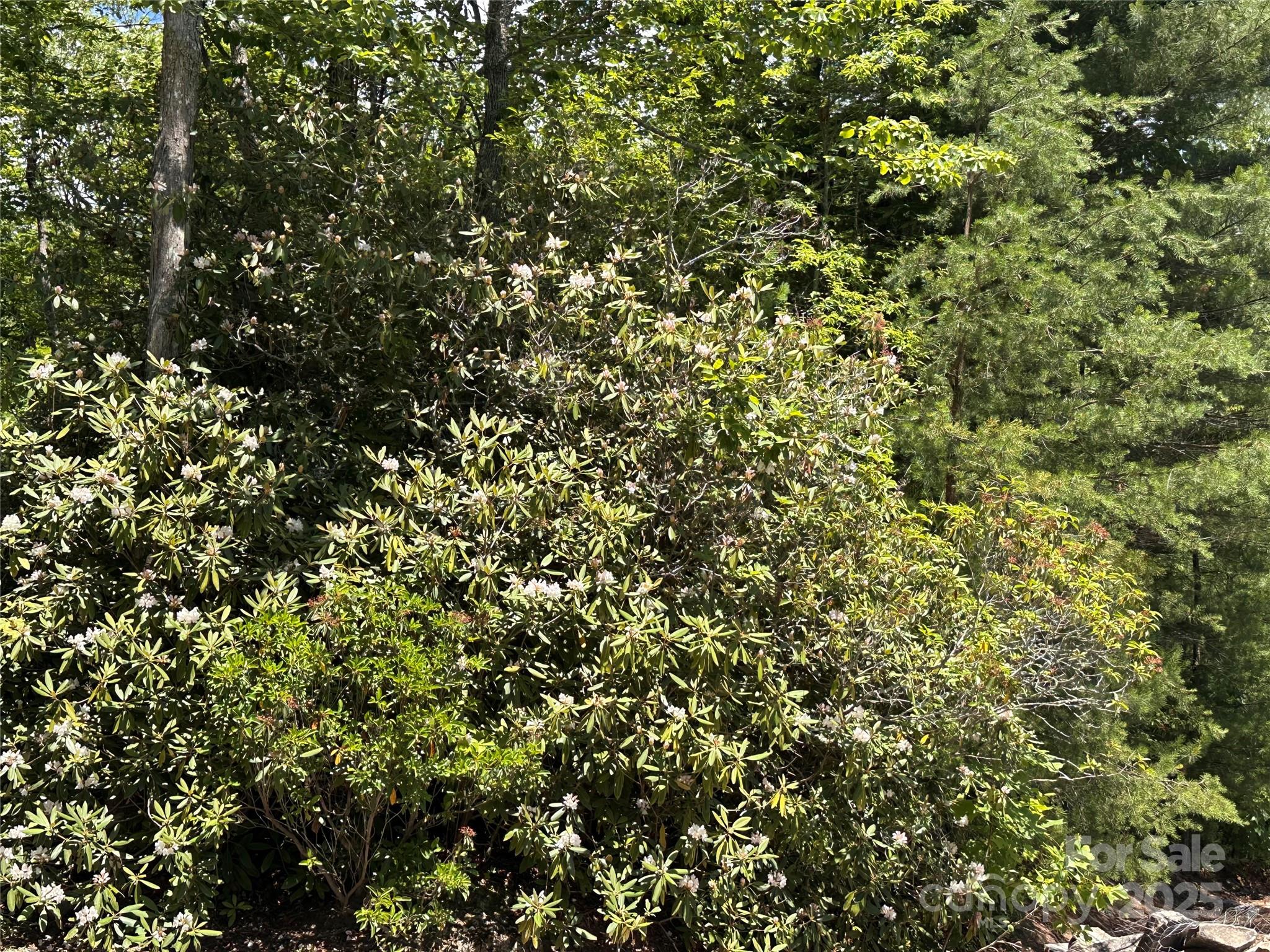 66 Boone Cove Road Zirconia, NC 28790 - Photo 6 of 15 a view of a tree