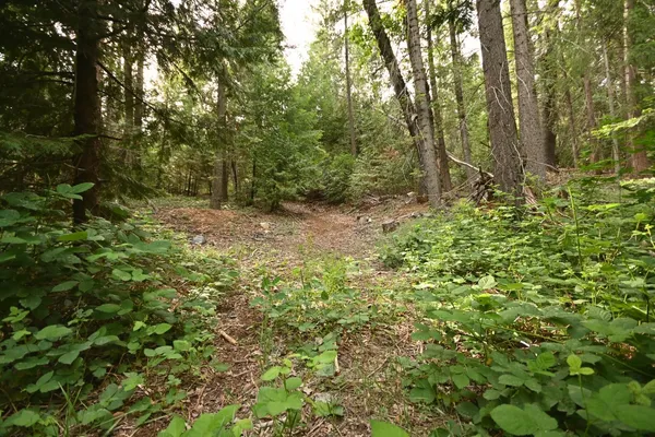 a view of a lush green forest