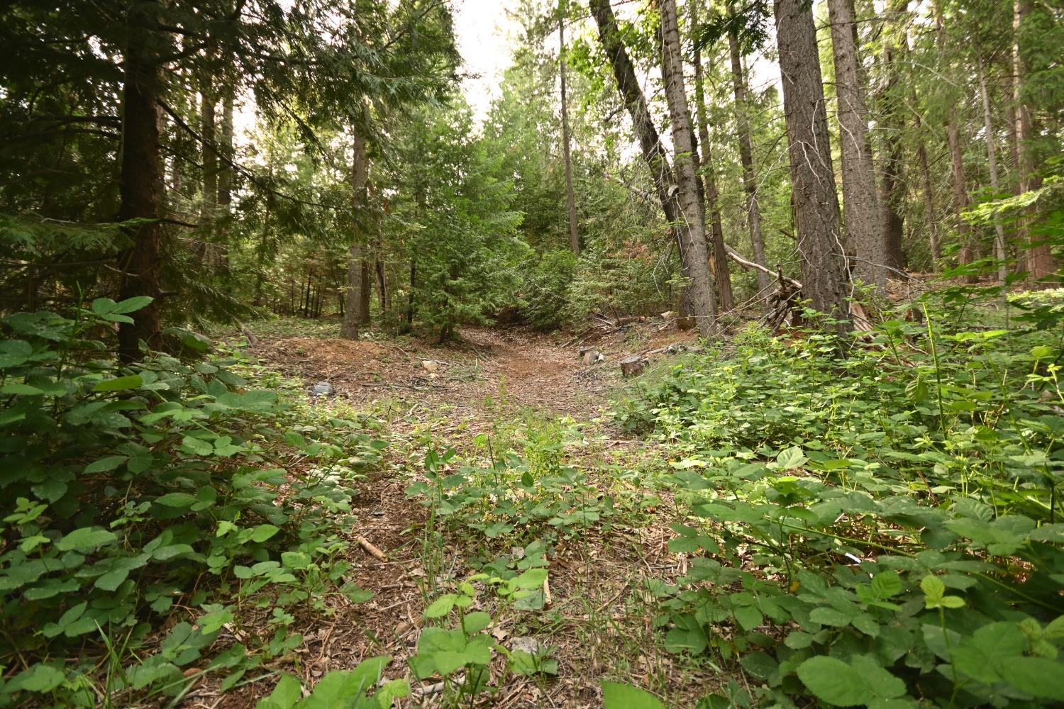 a view of a lush green forest