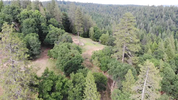 a view of a forest with a street