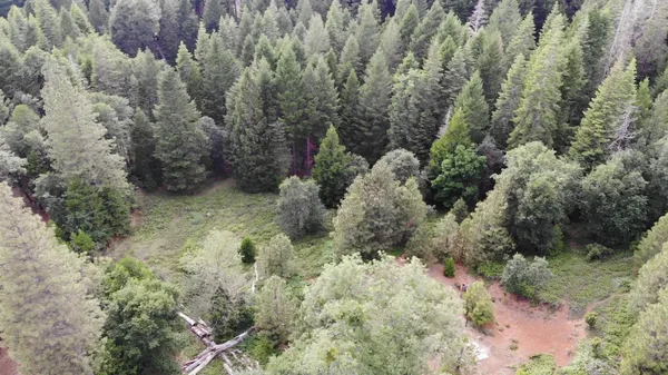 a view of a forest with a tree