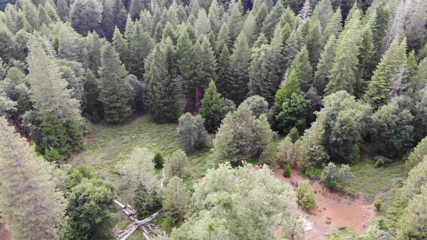 0 Slalom Lane Pollock Pines, CA 95726 - Photo 7 of 7 a view of a forest with a tree