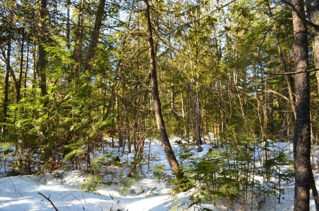 0 Cornell Road Medway, ME 04460 - Photo 4 of 13 Maine Land for Sale