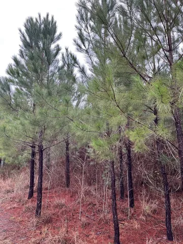 $773,036 | Buck Bay Buck Bay Private Road, Bronson, TX 75930