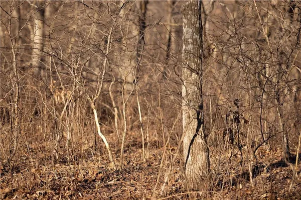 $3,500,000 | 426 C Highway, Spickard, MO 64679