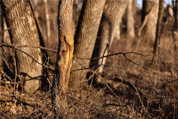 $3,500,000 | 426 C Highway, Spickard, MO 64679