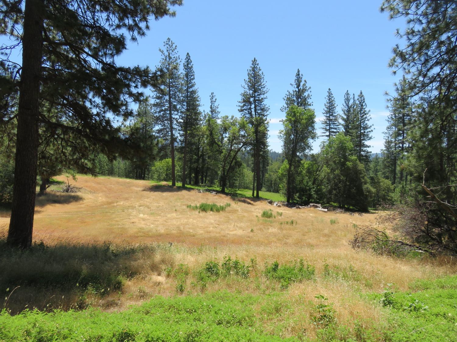 4426 Bald Mountain Road West Point, CA 95255 - Photo 14 of 45 a view of a yard with trees in the background