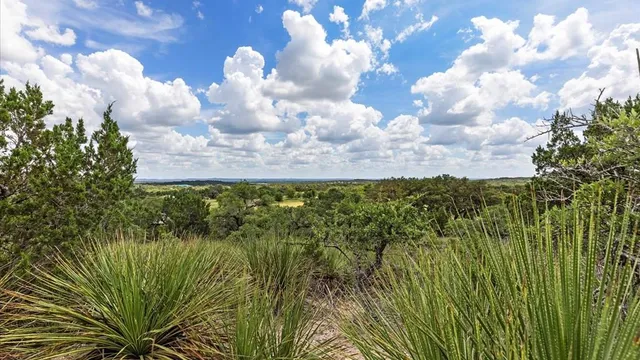 a view of a bunch of trees in the background