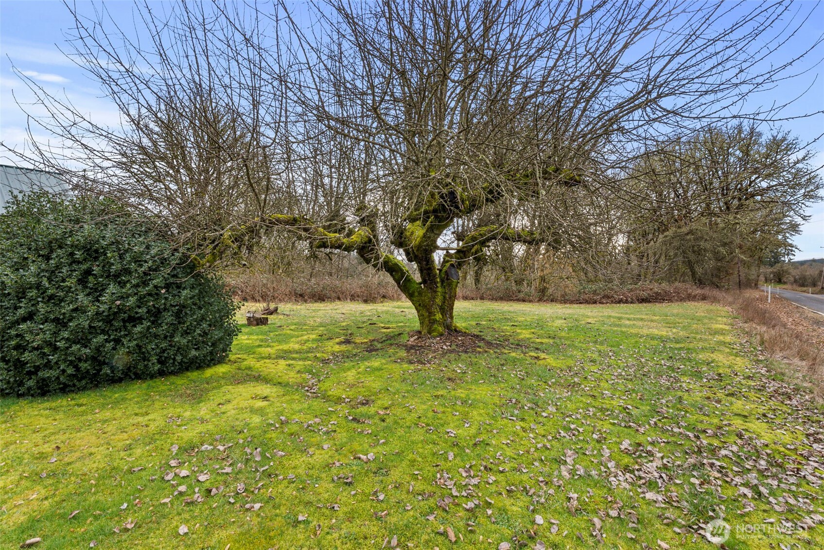 535-543 Knowles Road Winlock, WA 98596 - Photo 21 of 32 a view of yard with tree