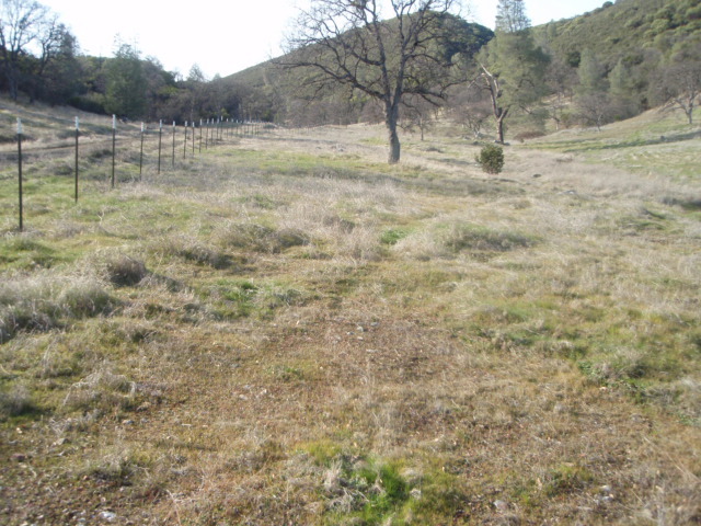 8768 Big Foot Road Igo, CA 96047 - Photo 14 of 41 a view of a dry yard with trees