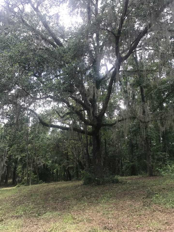 12.08-acres Rhoden Cove Road Tallahassee, FL 32312 - Photo 3 of 4 Gallery Image 3