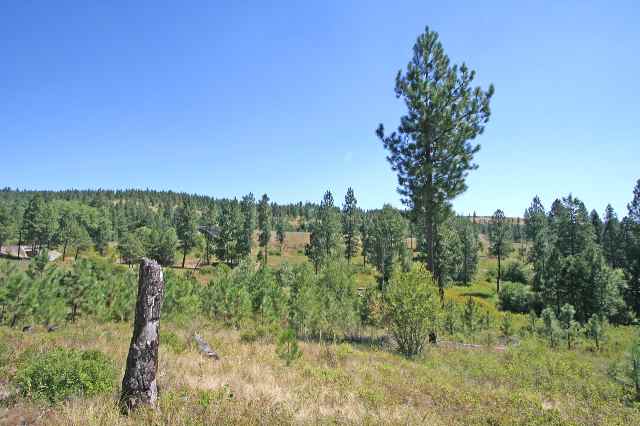 0 South Vicari Road, Unit PARCEL 7 Spokane, WA 99206 - Photo 1 of 9 Gallery Image 1