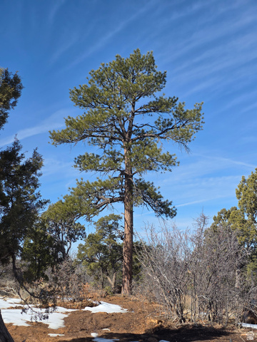 95 Wray Mesa Road, Unit 10 La Sal, UT 84530 - Photo 3 of 14 Ponderosa Pine