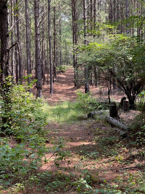 Lots 4-5 Sutton Road Lincolnton, GA 30817 - Photo 11 of 14