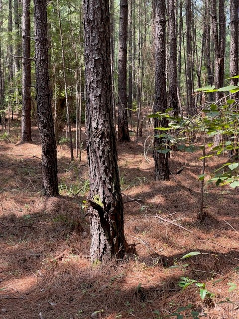 Lots 4-5 Sutton Road Lincolnton, GA 30817 - Photo 14 of 14