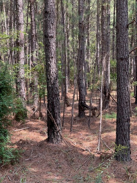 Lots 4-5 Sutton Road Lincolnton, GA 30817 - Photo 10 of 14