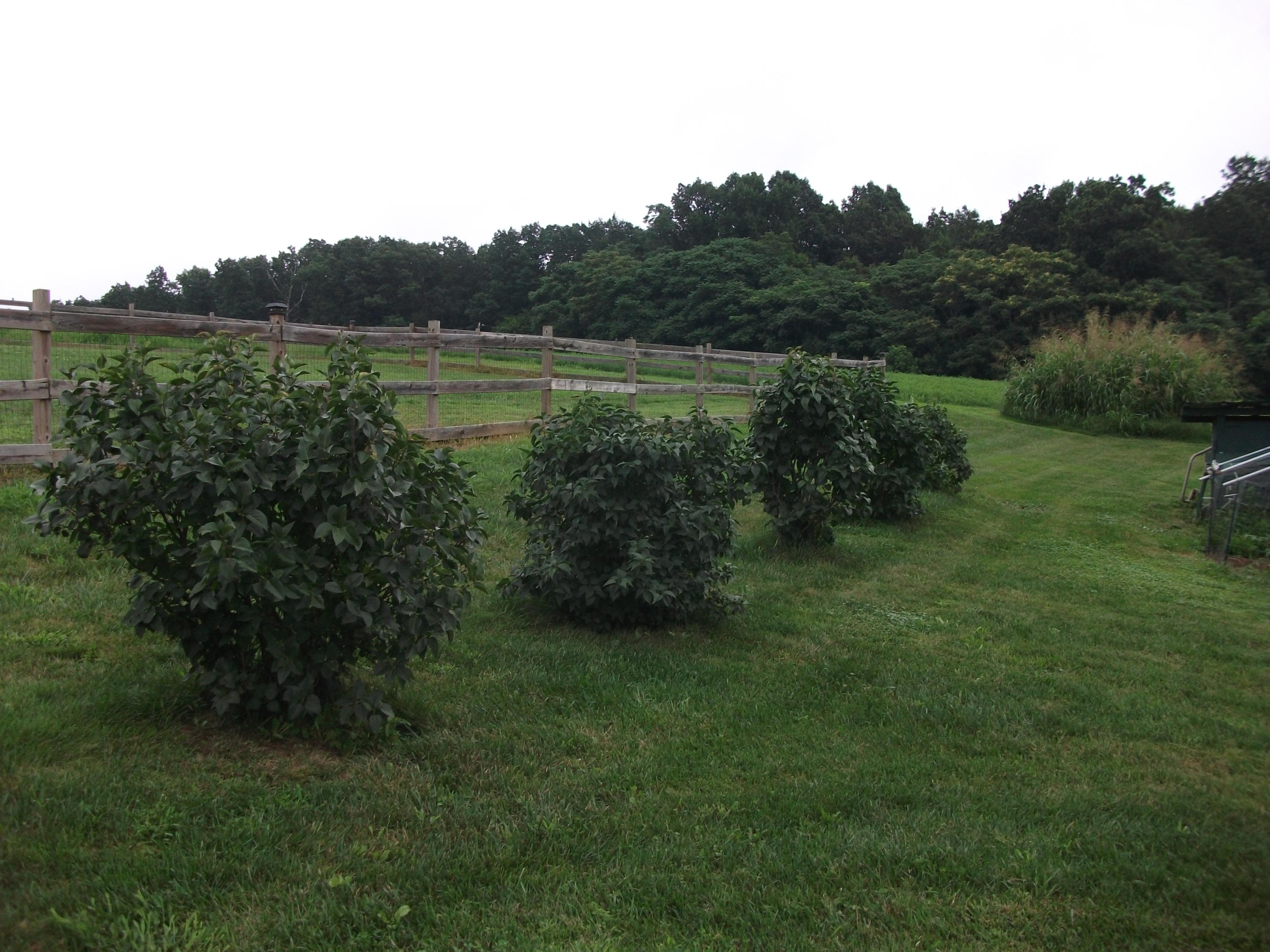 930 Calico Rock Road Rocky Mount, VA 24151 - Photo 30 of 34 a view of a lush green field
