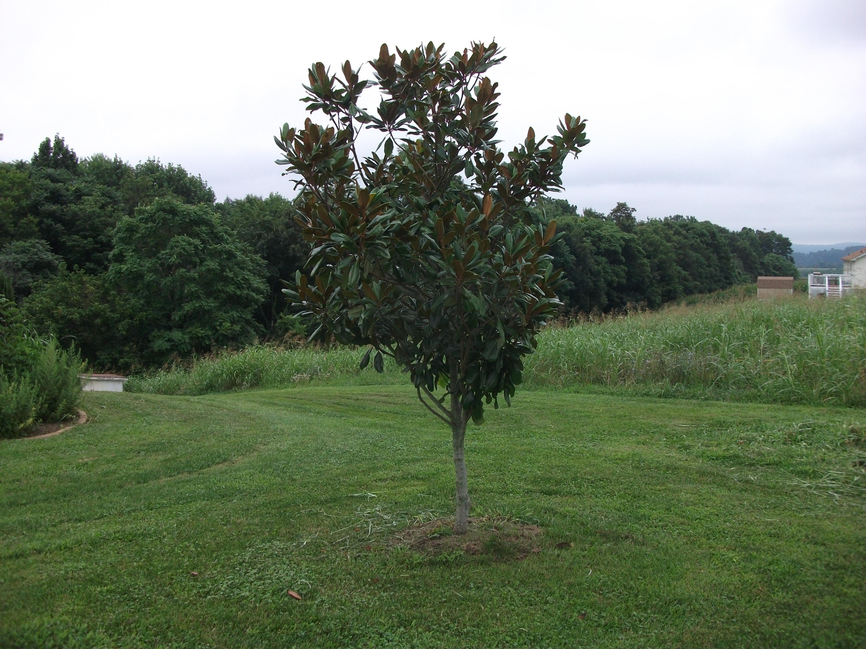 930 Calico Rock Road Rocky Mount, VA 24151 - Photo 31 of 34 a view of a grassy field with trees