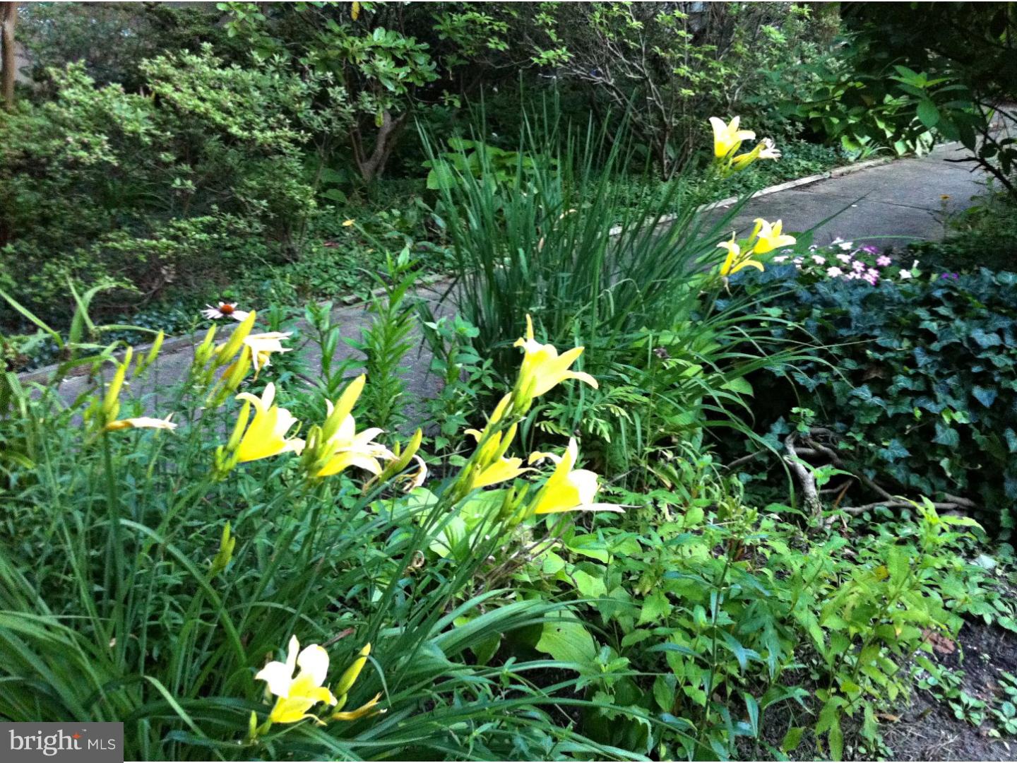 335 Oxford Road Havertown, PA 19083 - Photo 20 of 21 Garden