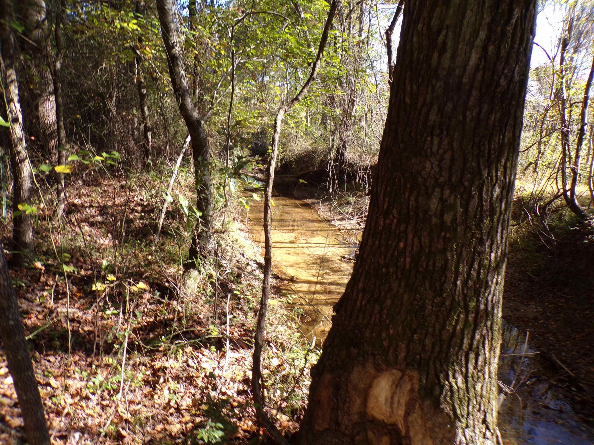 0 Rd Glen Glen, MS 38846 - Photo 7 of 10 Gallery Image 7