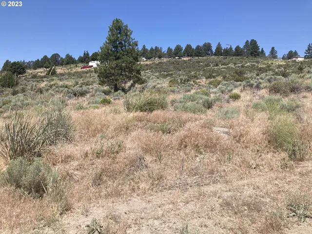 a view of a bunch of trees in background