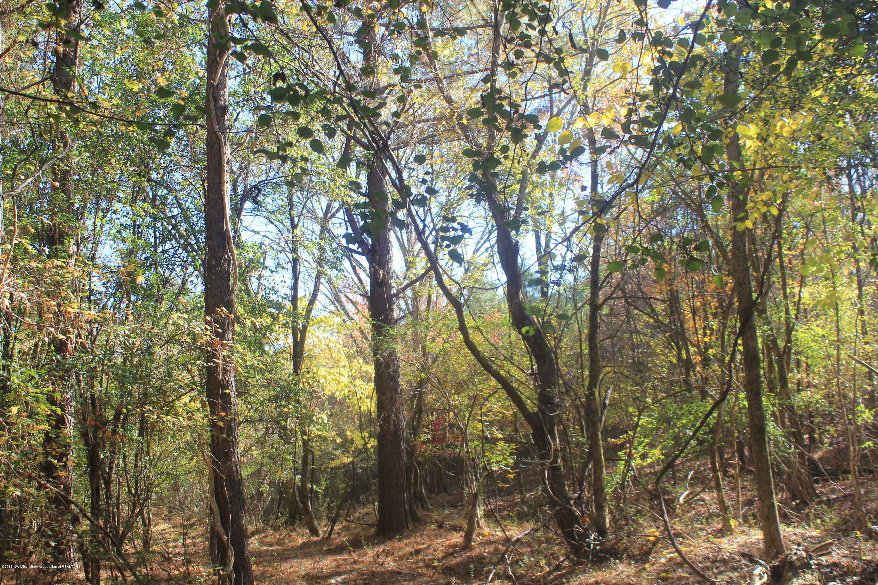313 Williams Road Byhalia, MS 38611 - Photo 13 of 31 035