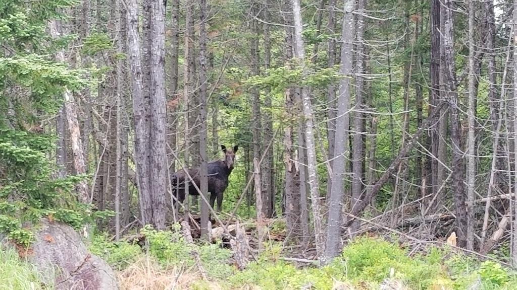 0 Stratton Road Dallas Plt, ME 04970 - Photo 12 of 39 20180608_072233
