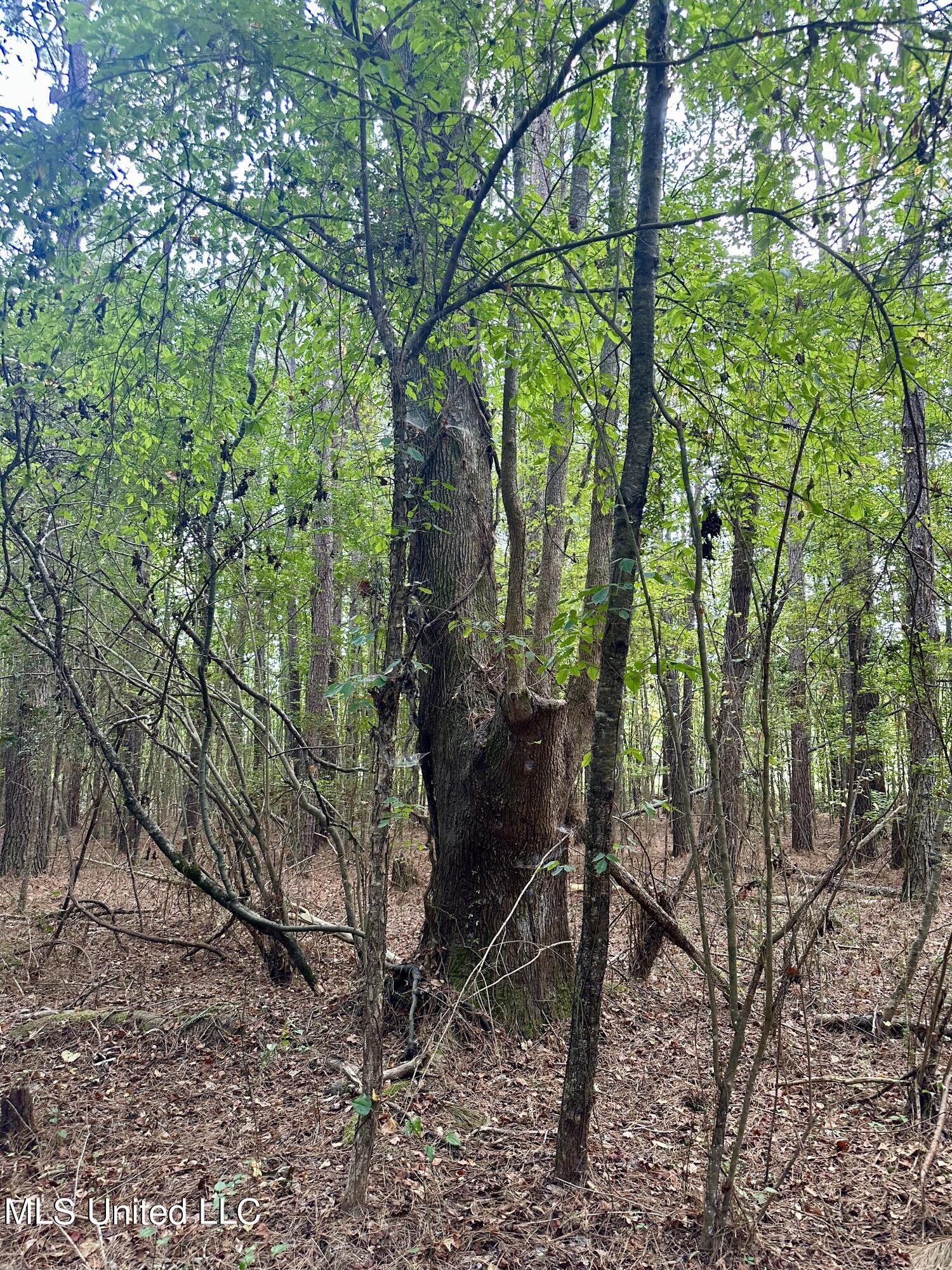 1101 Ms-413 Kilmichael, MS 39747 - Photo 8 of 12 fullsizeoutput_4b1