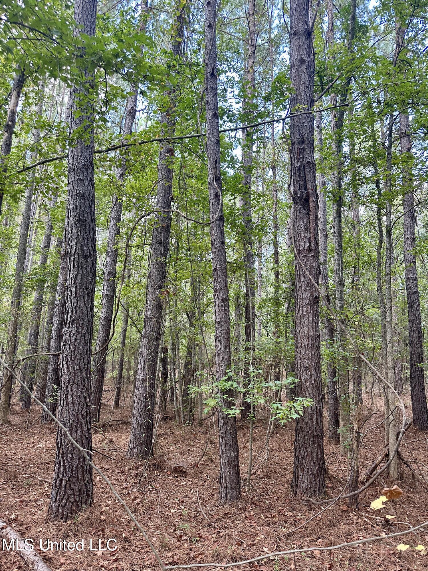 1101 Ms-413 Kilmichael, MS 39747 - Photo 10 of 12 fullsizeoutput_4ad