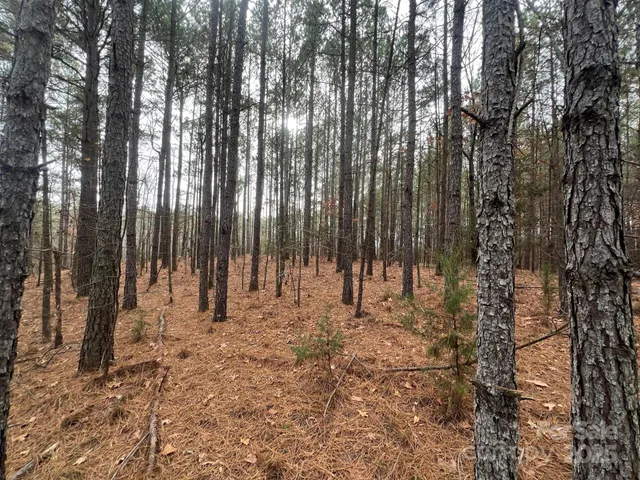 a view of trees with trees in the background