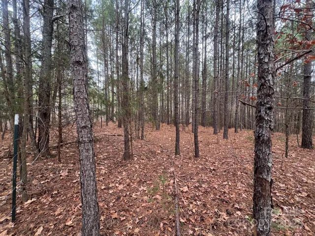 a view of a forest filled with trees