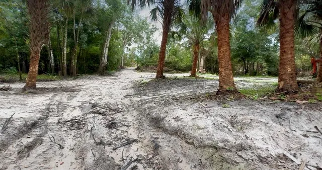 a view of a forest with trees in the background