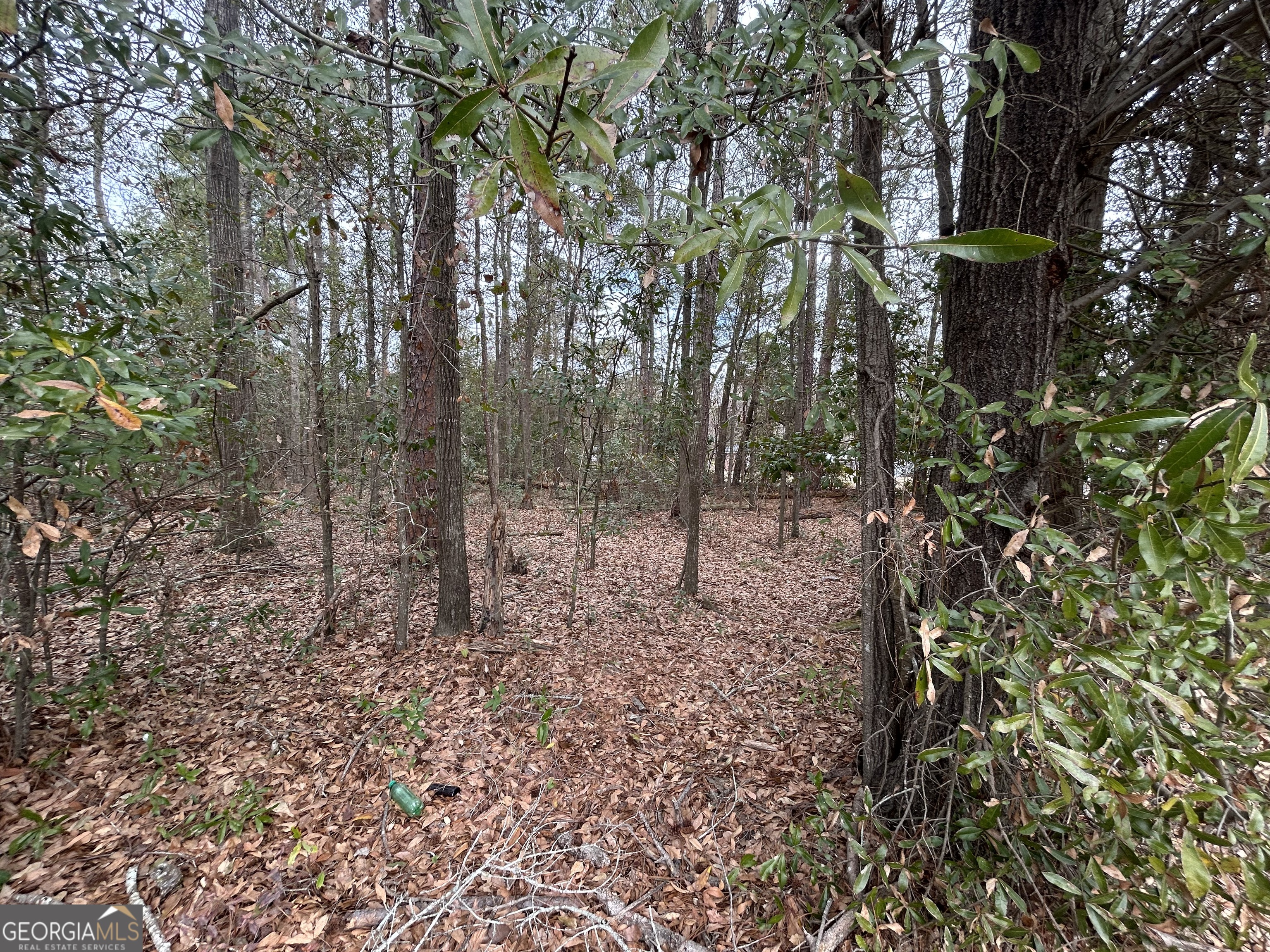 W Williams Street Montezuma, GA 31063 - Photo 4 of 8 a view of a forest with trees