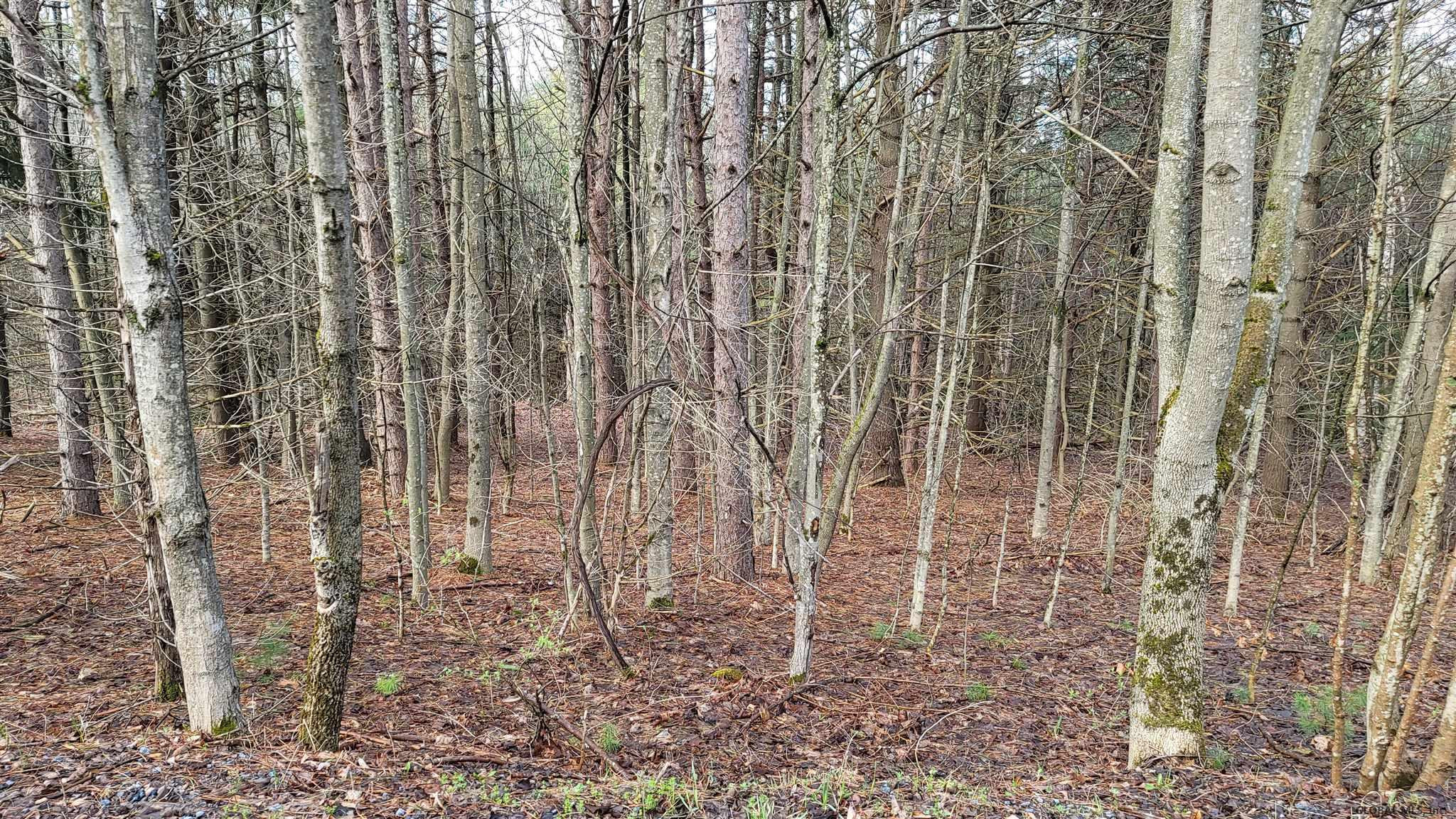 7 High Pine Meadows Road Middleburgh, NY 12122 - Photo 3 of 5 Photo 3