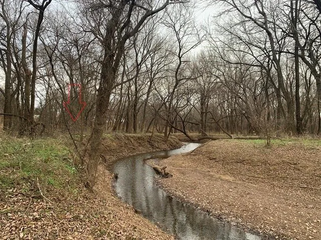 a view of a forest with trees in the background