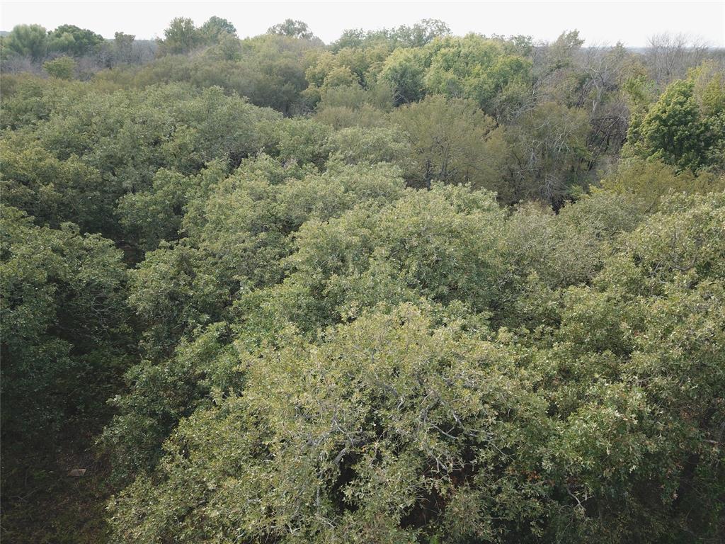 0 Hudson Drive Valley View, TX 76272 - Photo 9 of 15 a view of a forest with trees in the background