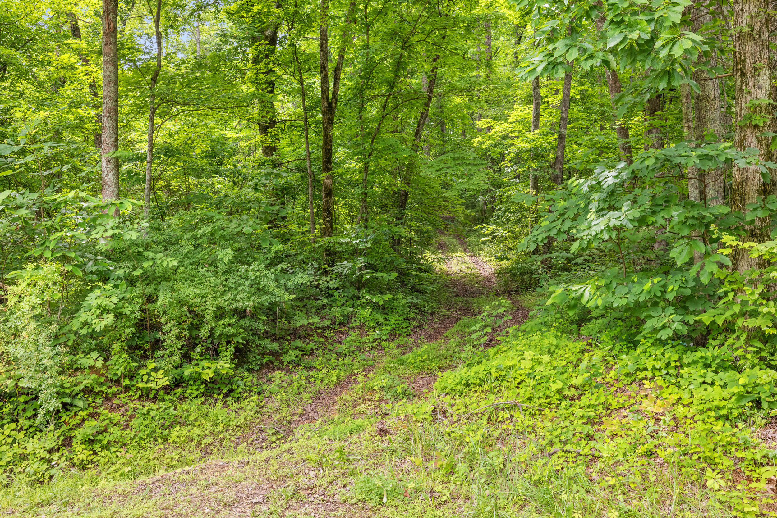 1564 High Ridge Road Middleburg, KY 42541 - Photo 74 of 79 69_1h4a4768