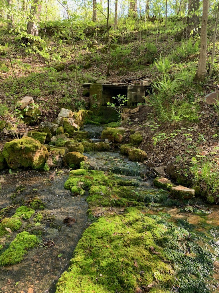 3979 Lem Davis Road Cunningham, TN 37052 - Photo 12 of 39 a view of a forest