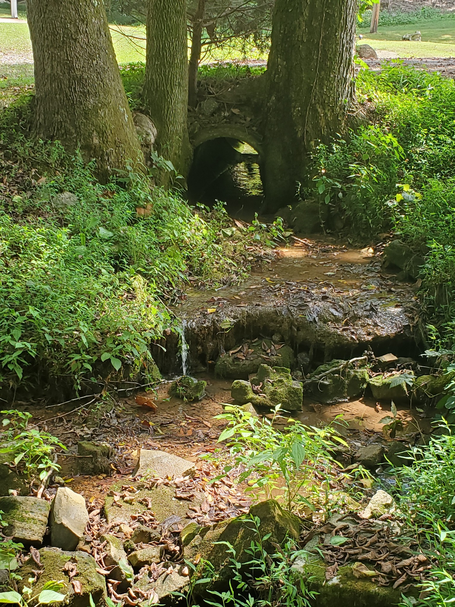 3979 Lem Davis Road Cunningham, TN 37052 - Photo 23 of 39 a backyard of a house with lots of green space