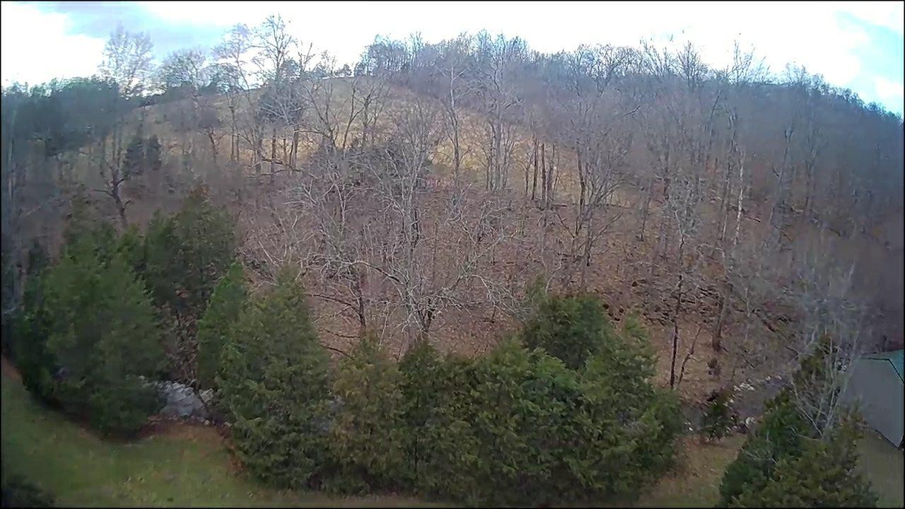 3979 Lem Davis Road Cunningham, TN 37052 - Photo 36 of 39 a view of a forest with a street