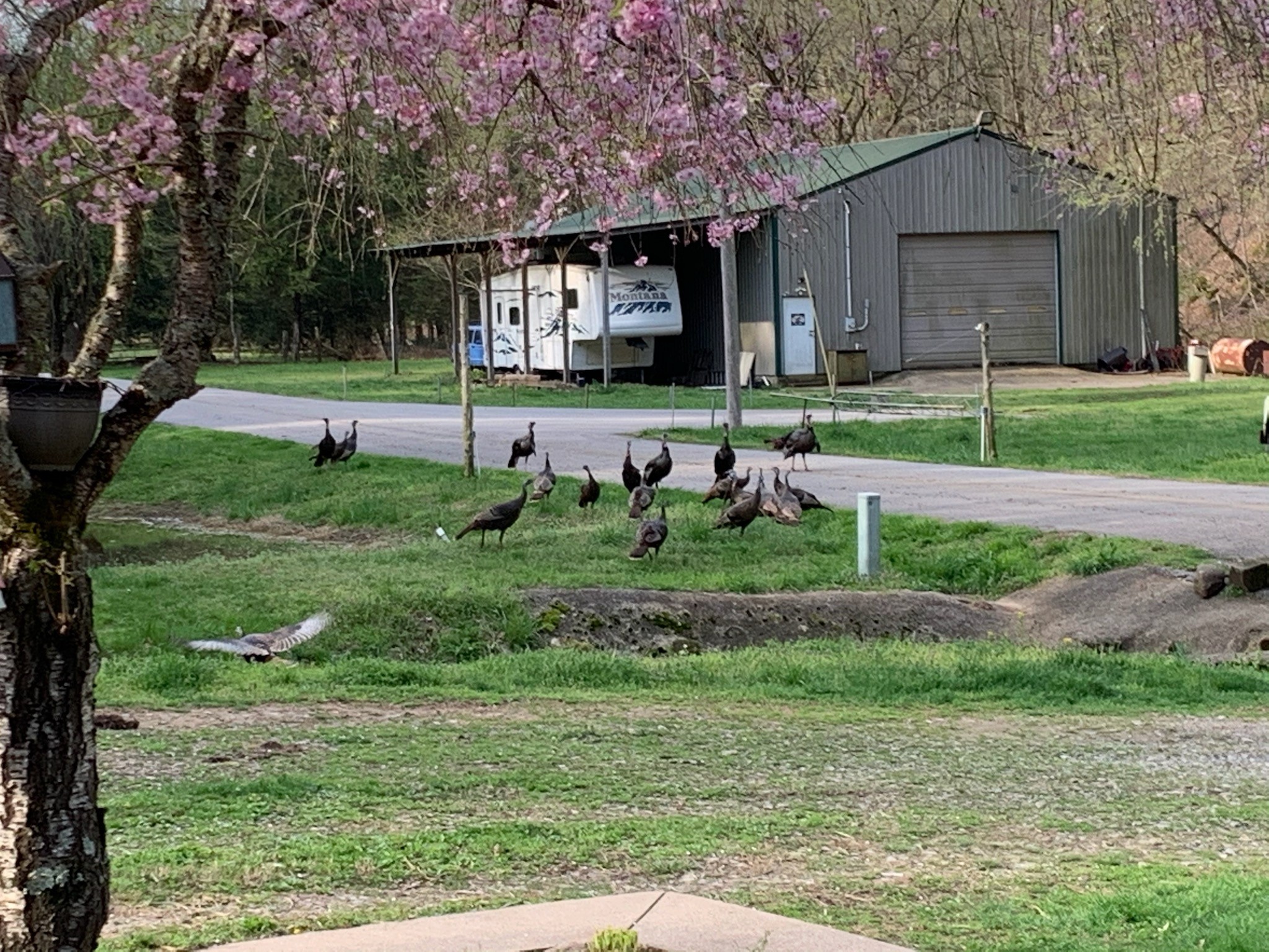 3979 Lem Davis Road Cunningham, TN 37052 - Photo 39 of 39 a front view of a house with a yard and trees