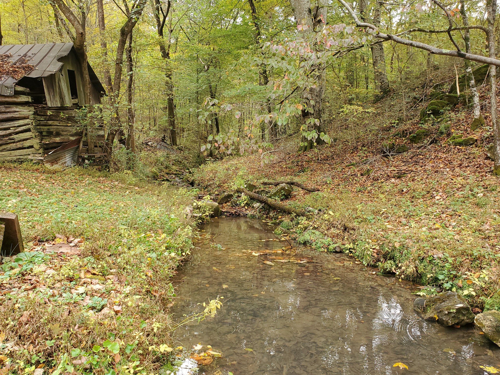 3979 Lem Davis Road Cunningham, TN 37052 - Photo 10 of 39 a view of yard with green space