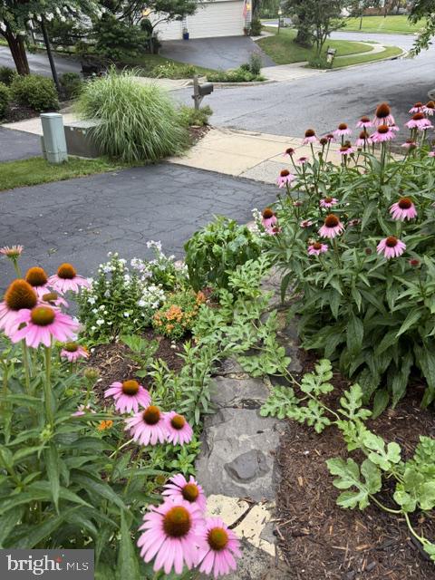 124 Seahawk Lane Edgewater, MD 21037 - Photo 65 of 68 Beautiful landscaping throughout.
